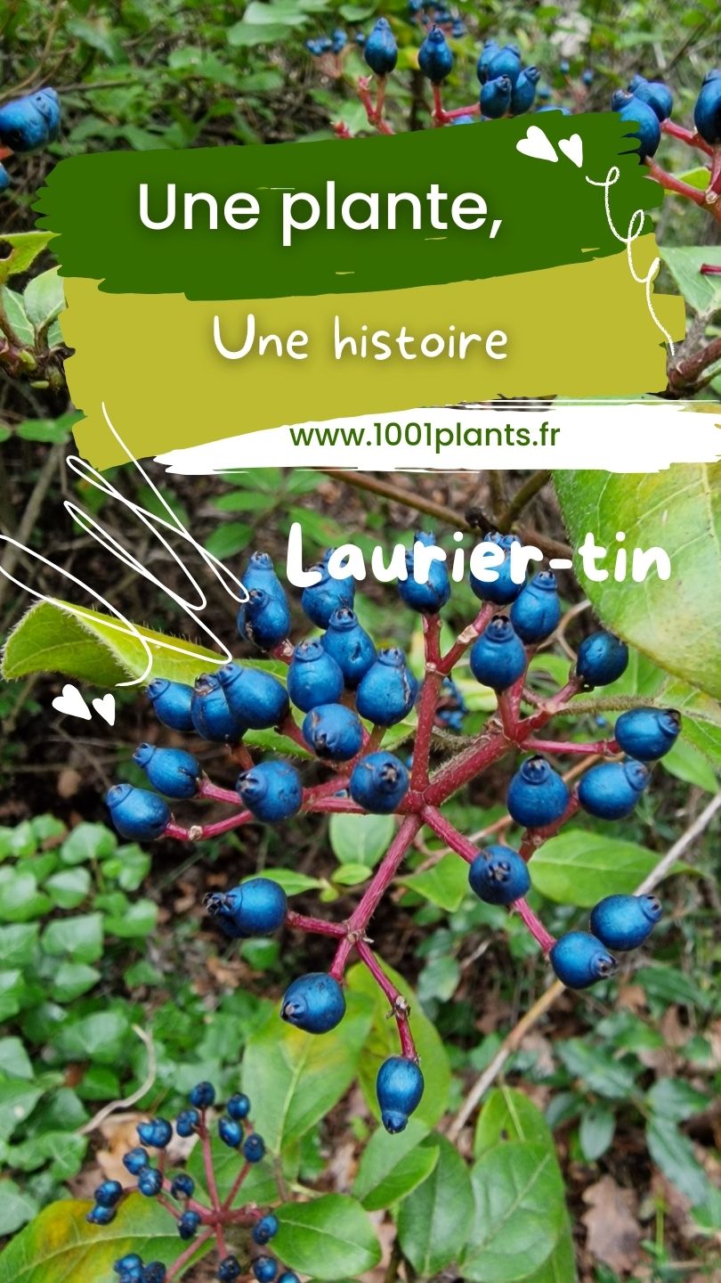 Laurier Tin Viburnum Tinus Mille Et Une Plantes