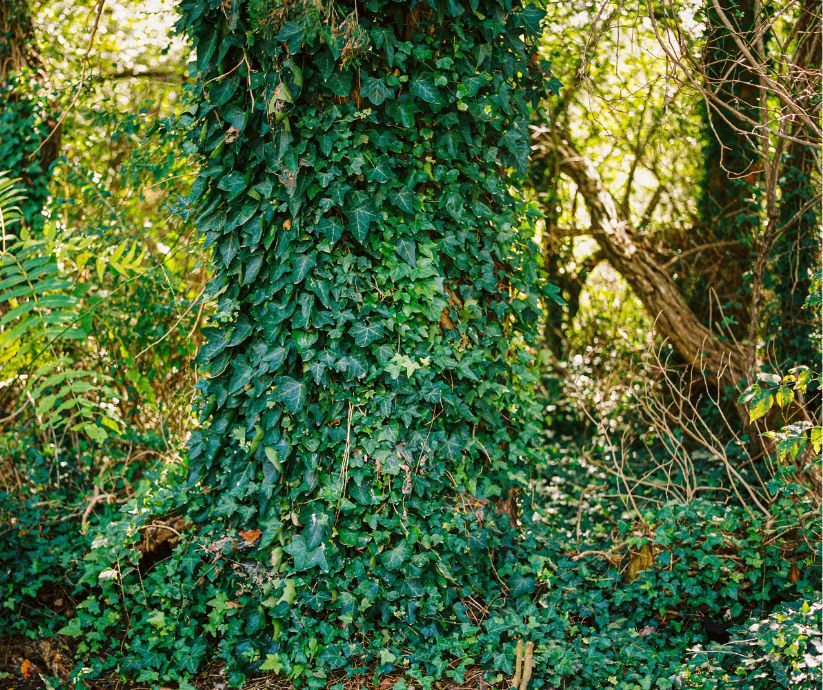 non le lierre n'étrangle pas les arbres