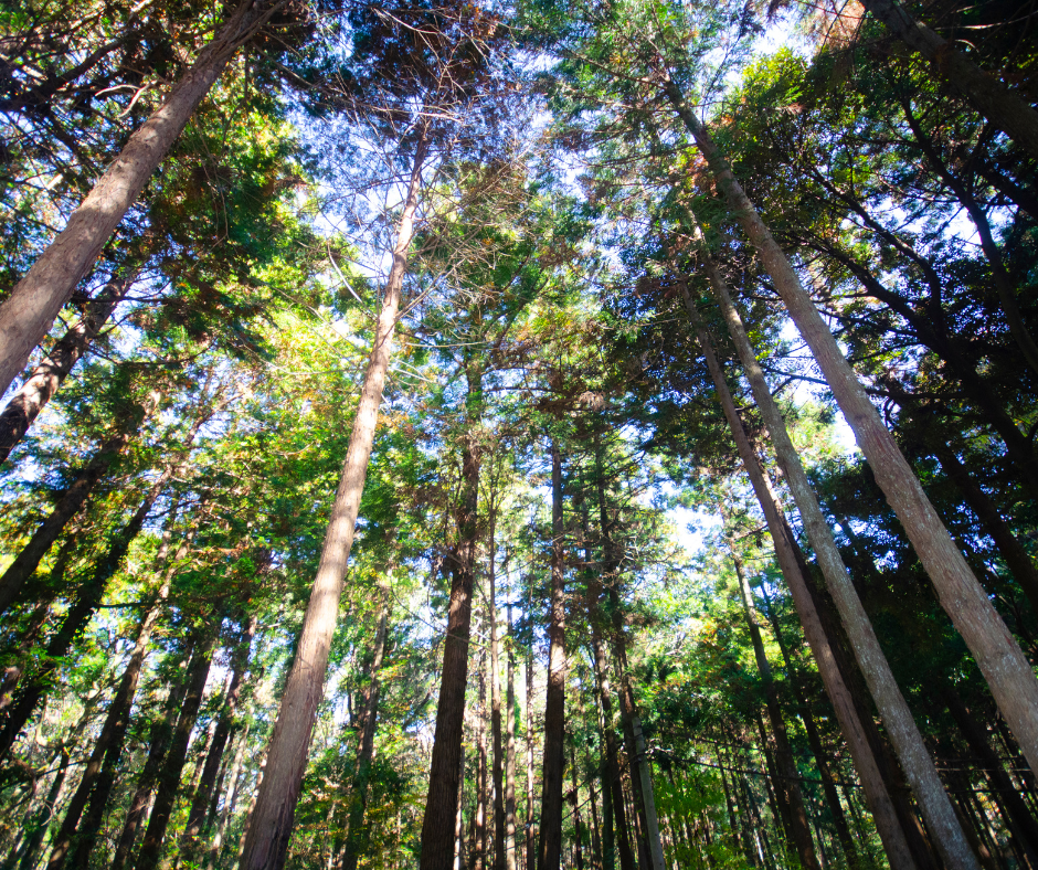 houppiers des arbres produisent des ions négatifs en se frottant les uns aux autres