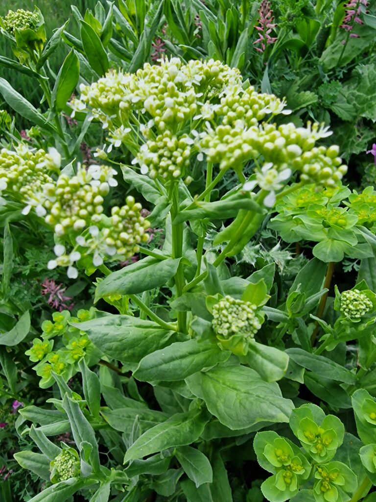 ne pas se tromper dans l'identification des plantes sauvages comestibles