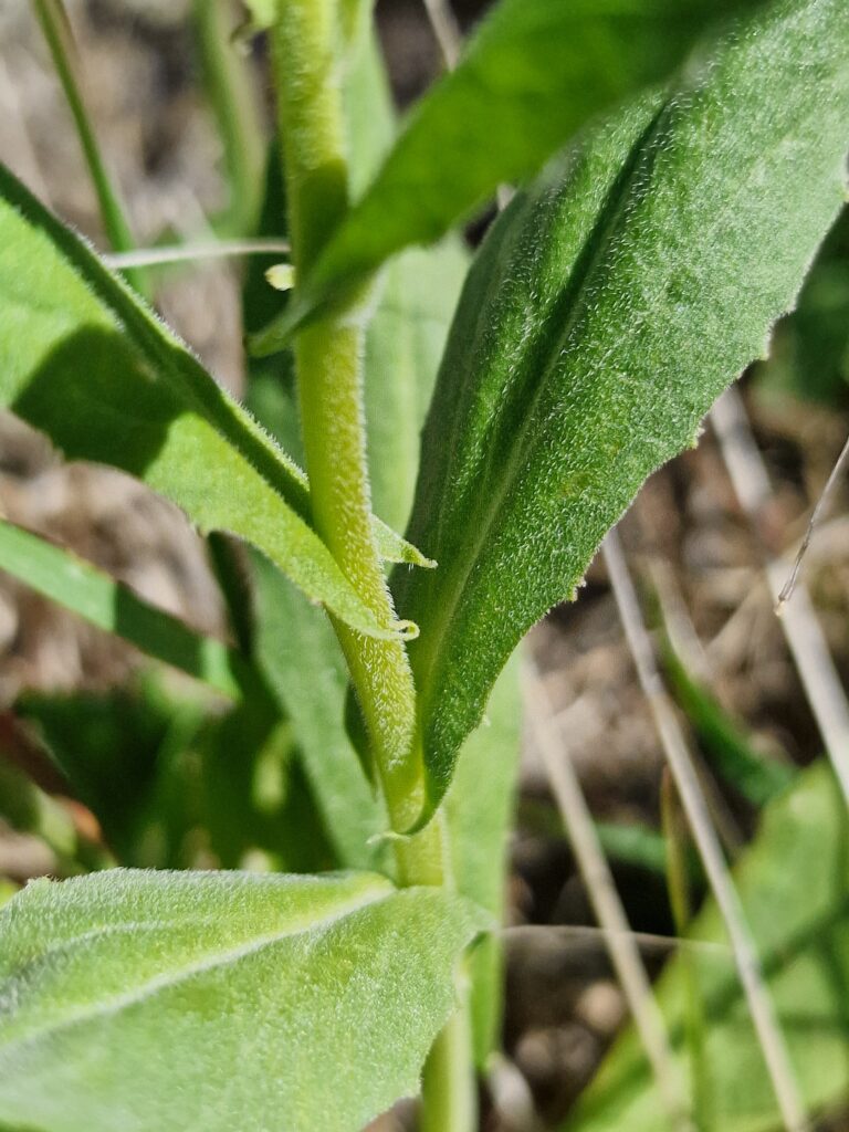 les chemins de la nature pour trouver des plantes sauvages comestibles