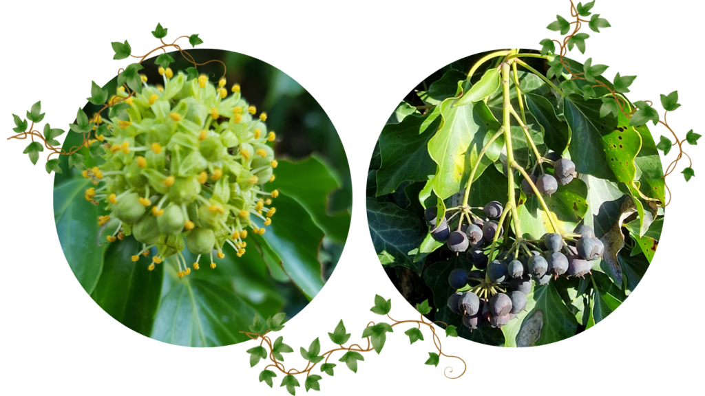 lierre fleurs et fruits toxiques