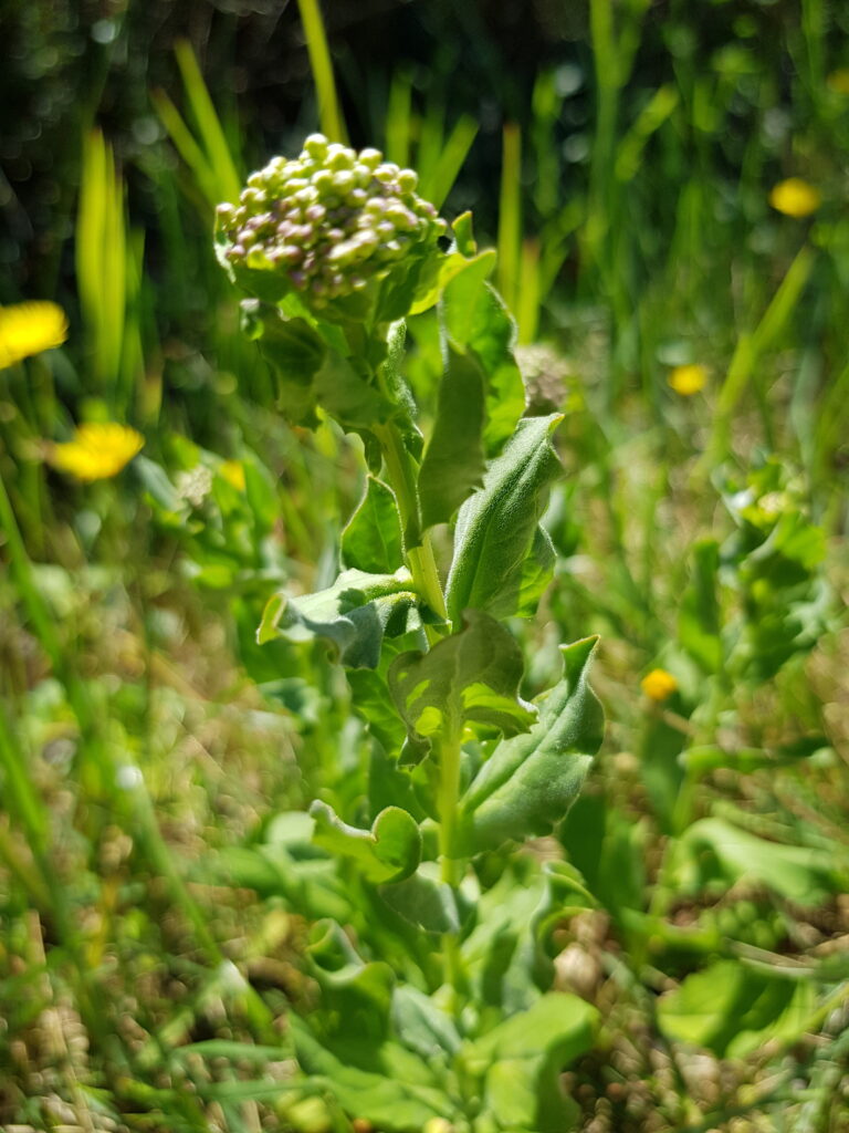 brocoli sauvage comestible passerage Lepidium draba les chemins de la nature