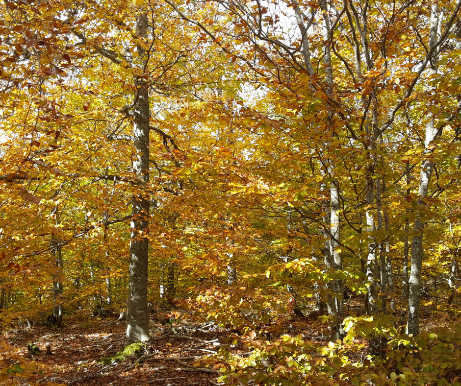 s'apaiser en forêt lors d'une séance de bain de forêt