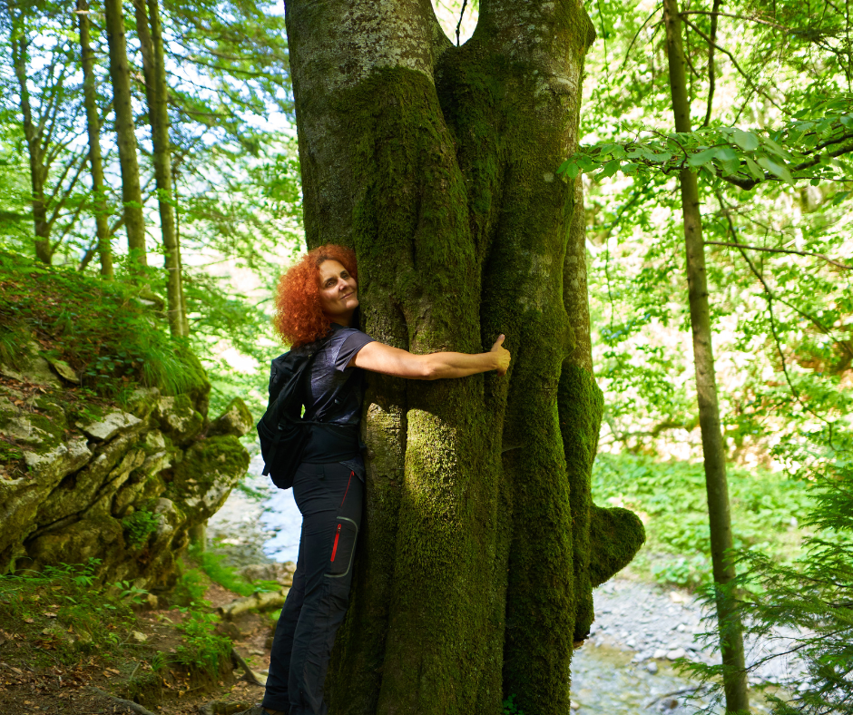 bains de forêt sylvothérapie énergie des arbres